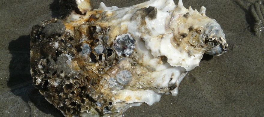 pacific-oyster-57652_1280