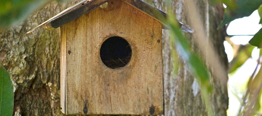 bird-nest-266507_1280