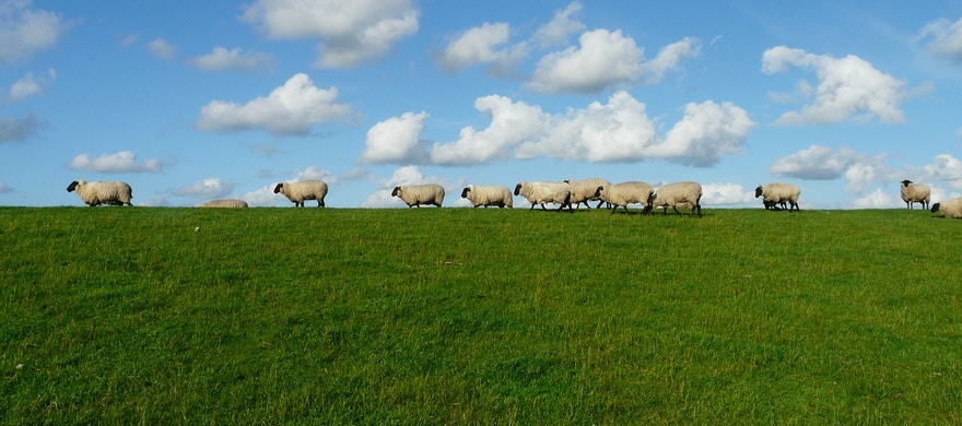 Sheep 57706 1280