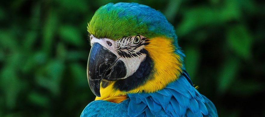 Parrot 320006 1920