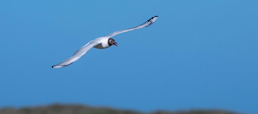 Seagull flying 7484119 1280